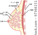 Illustration of the structure of the breast Illustration of the structure of the breast 97366151