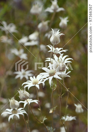 Wild Australian native flannel flowers, Actinotus helianthi, family Apiaceae, growing in understory of open forest near Sydney, New South Wales. Spring to summer flowering. Wild Australian native flannel flowers, Actinotus helianthi, family Apiaceae, growing in understory of open forest near Sydney, New South Wales. Spring to summer flowering. 97366367