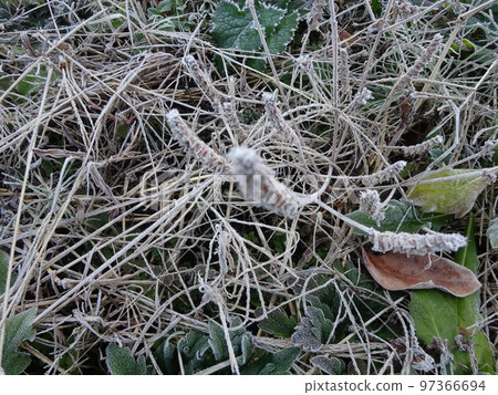 冬天的到來,第一場霜 冬天的到來,第一場霜 97366694