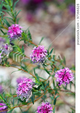Pink and purple flowers of the Deep Dream cultivar of the Rose Banjine rice flower, Pimelea rosea, family Thymelaeaceae. Endemic to the southwest coast of Western Australia. Spring flowering. Pink and purple flowers of the Deep Dream cultivar of the Rose Banjine rice flower, Pimelea rosea, family Thymelaeaceae. Endemic to the southwest coast of Western Australia. Spring flowering. 97366828