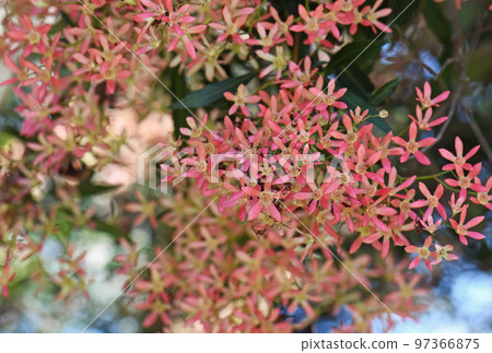 Pink bracts of New South Wales Christmas Bush, Ceratopetalum gummiferum, family Cunoniaceae. Endemic to open forest and rainforest east of the Great Dividing Range, Australia. Flowers small and white 97366875