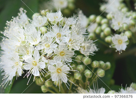 Close up of white flowers and buds of the Australian native Lemon Myrtle, Backhousia citriodora, family Myrtaceae. Endemic to coastal rainforest of NSW and Queensland. Lemon scented aromatic foliage Close up of white flowers and buds of the Australian native Lemon Myrtle, Backhousia citriodora, family Myrtaceae. Endemic to coastal rainforest of NSW and Queensland. Lemon scented aromatic foliage 97366876