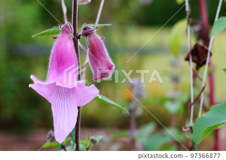 粉色麵條 97366877