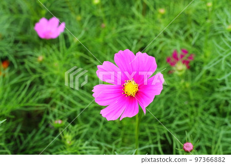 美麗的粉紅色宇宙 97366882