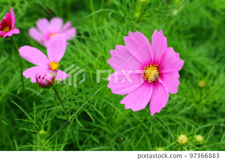 美麗的粉紅色宇宙 97366883