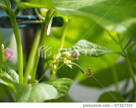 kidney bean seedlings kidney bean seedlings 97367305