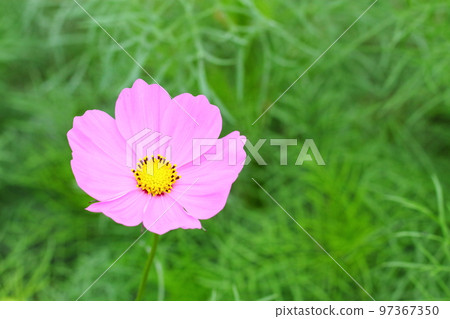 Beautiful pink cosmos Beautiful pink cosmos 97367350