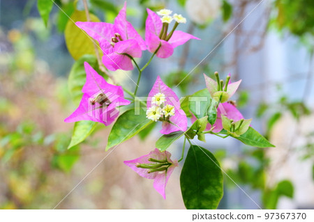 九重葛花 97367370