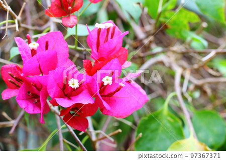 Bougainvillea flowers 97367371