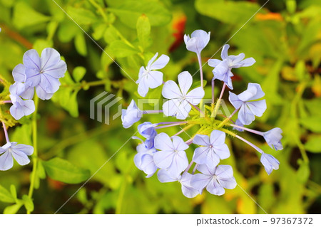 Ruri Matryu flower 97367372