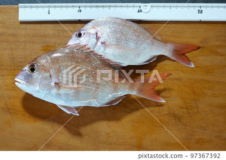 A small sea bream caught at the wharf floats in the air? A small sea bream caught at the wharf floats in the air? 97367392