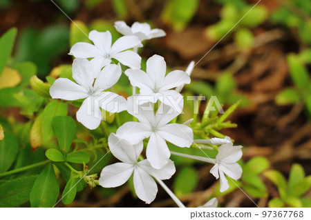 white flowers of the blueberry white flowers of the blueberry 97367768