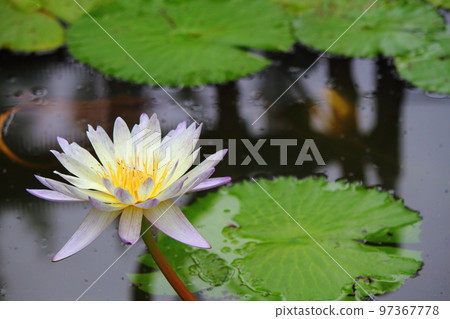 White lily flowers White lily flowers 97367778