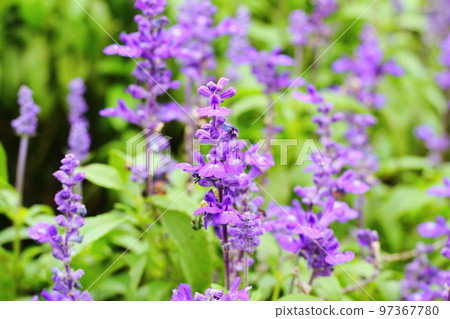 藍色salvia花 藍色salvia花 97367780