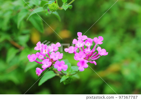 Pink lantana flowers 97367787