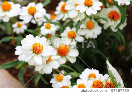Jinia · Linearis Flower 97367789