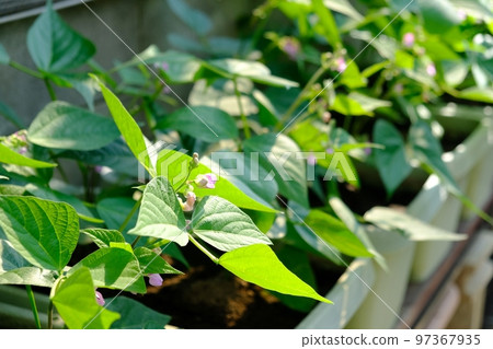 Planter cultivation of kidney beans 97367935