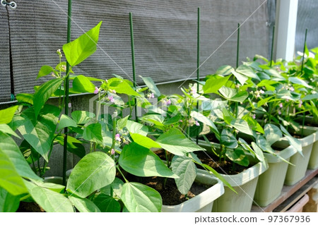 芸豆的種植栽培 芸豆的種植栽培 97367936