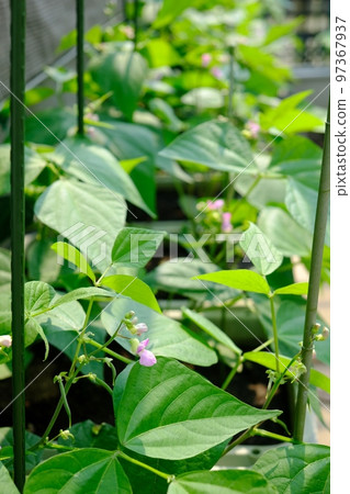 芸豆的種植栽培 97367937