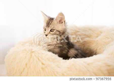 Maine coon kitten sticking out of fluffy bed 97367956