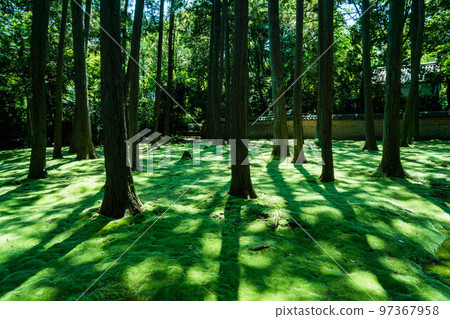 Beautiful moss and trees garden at Toshodaiji Temple in Nara 97367958