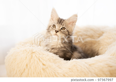 Maine coon kitten sticking out of fluffy bed Maine coon kitten sticking out of fluffy bed 97367997