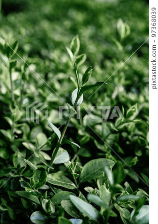 Natural background of green leaves in the park. Natural background of green leaves in the park. 97368039
