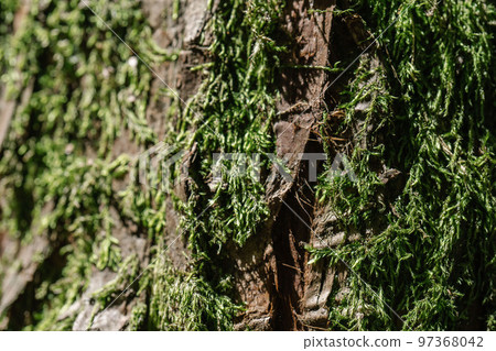 Natural background with the texture of the bark of a real tree. 97368042
