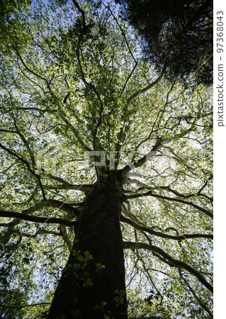 Giant redwood tree view from below to the sky through the branches. 97368043