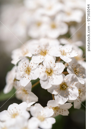 A flowering branch of Cantonese spirea in nature. 97368044