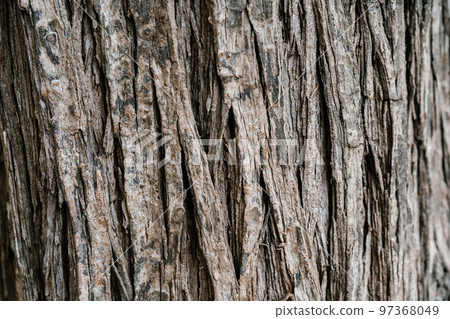 Natural background with the texture of the bark of a real tree. 97368049