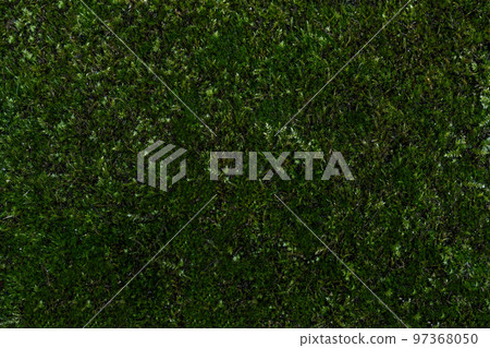 Natural background of green leaves in the park. 97368050