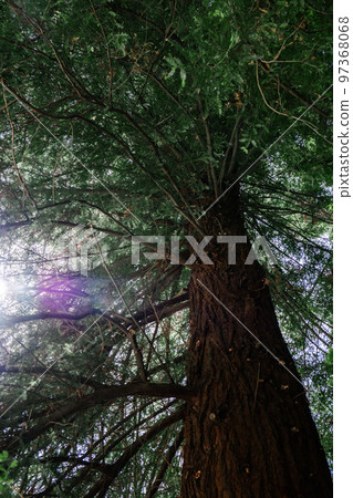 Giant redwood tree view from below to the sky through the branches. Giant redwood tree view from below to the sky through the branches. 97368068
