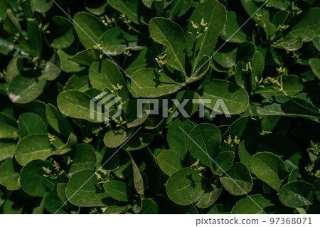 Natural background of green leaves in the park. Natural background of green leaves in the park. 97368071
