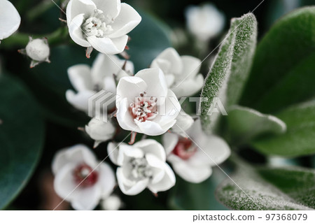 Blooming pear in nature in the garden in spring. 97368079