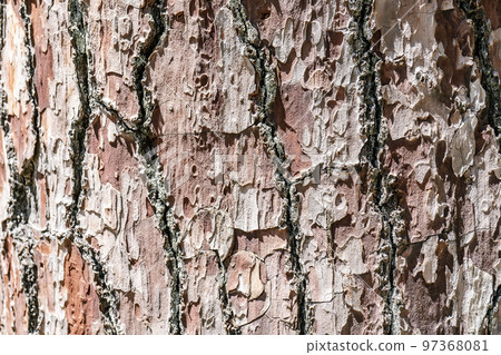 Natural background with the texture of the bark of a real tree. 97368081