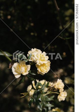 A branch of Kerry and with beautiful flowers on a natural background. 97368082