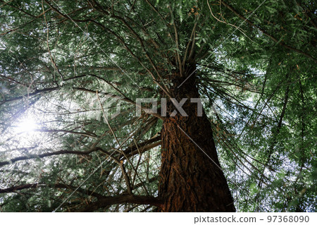 Giant redwood tree view from below to the sky through the branches. Giant redwood tree view from below to the sky through the branches. 97368090