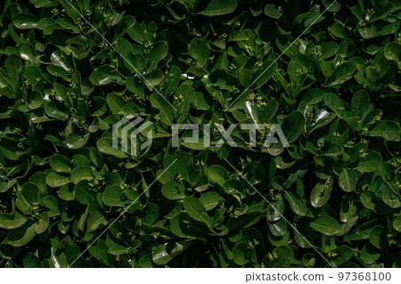 Natural background of green leaves in the park. Natural background of green leaves in the park. 97368100