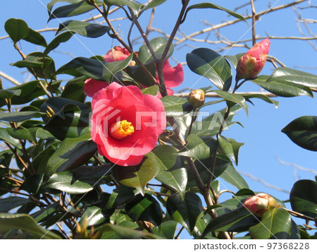 Camellia flower Camellia flower 97368228