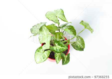 Foliage plant syngonium 97368255