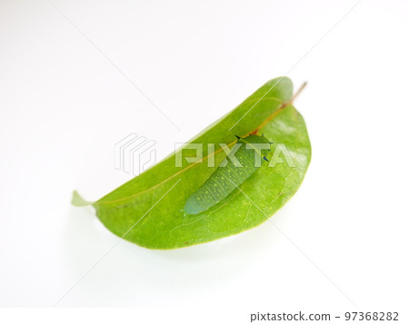 Caterpillar caterpillar larva bluebottle swallowtail butterfly 97368282