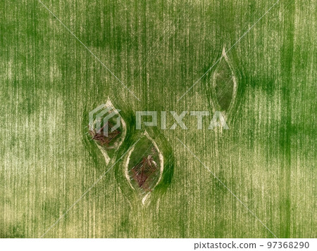 Power pylons in green field. Aerial view on Green wheat field with power pylons in countryside. Field of wheat blowing in the wind on sunset. Agronomy, industry and food production. 97368290