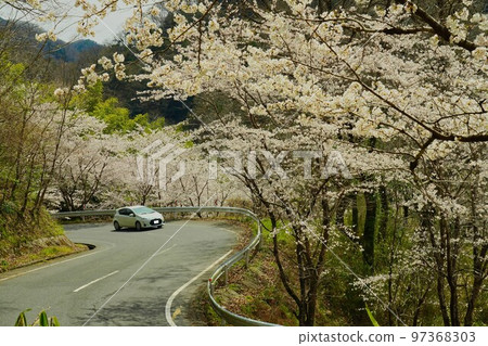 櫻花路 櫻花路 97368303