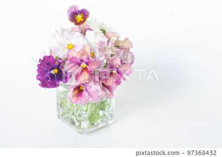 Pansy viola variety 97368432