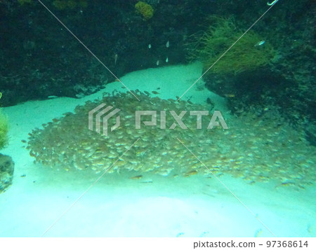 Aquamarine Fukushima Swimmy Aquarium Aquamarine Fukushima Swimmy Aquarium 97368614