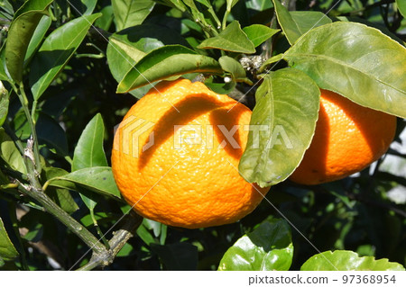 South Ise Uchise oranges 97368954