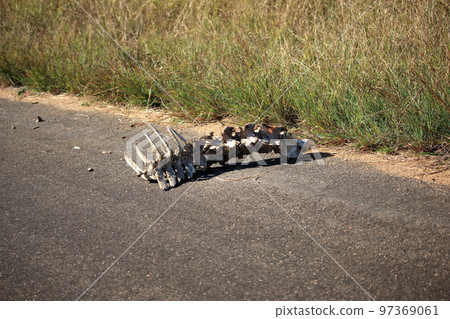 Africa Kruger National Park Roadside corpses 97369061