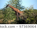 非洲克魯格國家公園野生長頸鹿 97369064