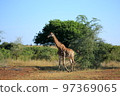 非洲克魯格國家公園野生長頸鹿 97369065